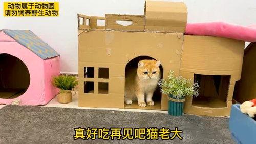 老吃瓜成团宠,揭秘娱乐圈背后的甜蜜故事