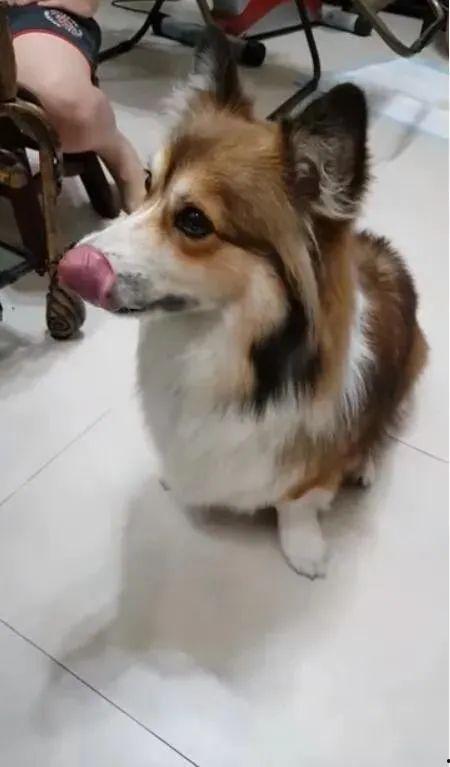 带你吃瓜凶狗,吃瓜凶狗背后的惊人真相